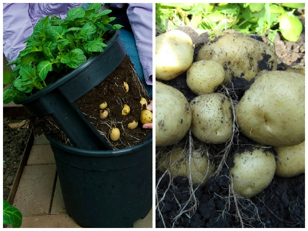 На опытных участках вырастили картофель