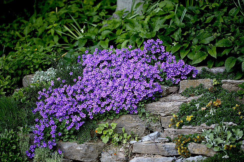 Почвопокровные многолетние цветы в саду фото и названия