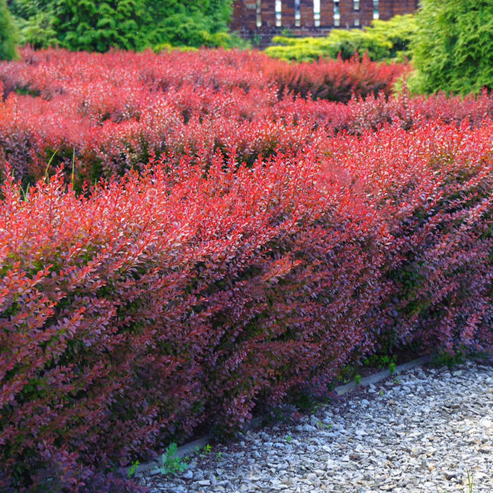 Барбарис Тунберга Berberis thunbergii Atropurpurea p9